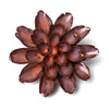 Chive Home Decor - Home Accent Ceramic Flower Peach Mocha Cornflower