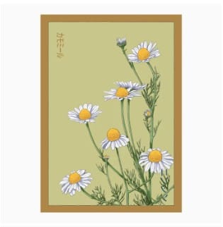 Chive Chamomile Shido Floral Art Posters by Chive