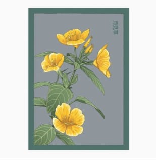 Chive Evening Primrose Shido Floral Art Posters by Chive