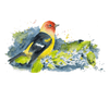 Aaron Burgers Wall Art Western Tanager Print