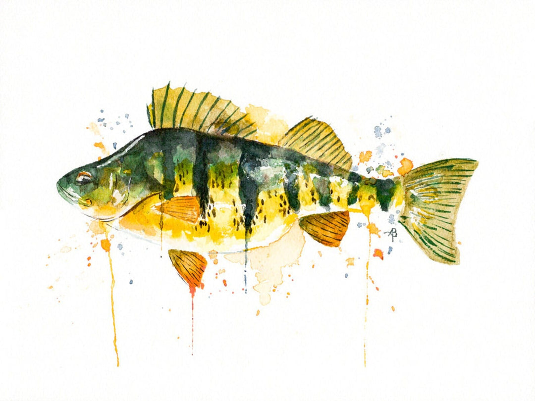 Aaron Burgers Wall Art Yellow Perch Print