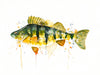 Aaron Burgers Wall Art Yellow Perch Print